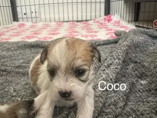 Lhasa apso - Coco