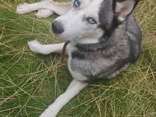 Hund Husky