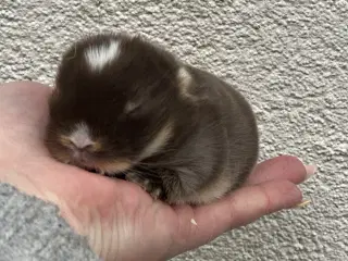 Ægte minilop - DRENG - udlandsk 