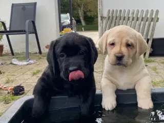 2 Labrador hvalpe tæver - 7 uger, sort og lys 