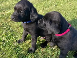 Labrador 