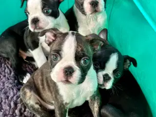 🌟 Boston Terrier hvalpe – DKK – Rejseklare