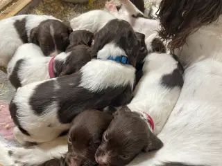 FT Springer Spaniel hvalpe, salgsklar 10 maj