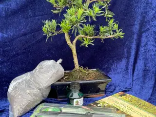 Bonsai Træer, begyndersæt, Podocarpus