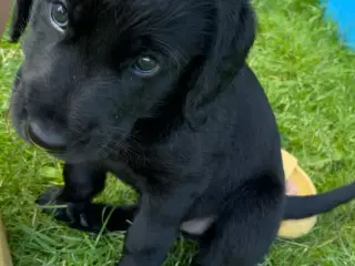 Labradoodle
