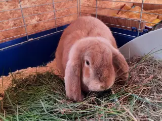 Kanin/ kaniner modtages