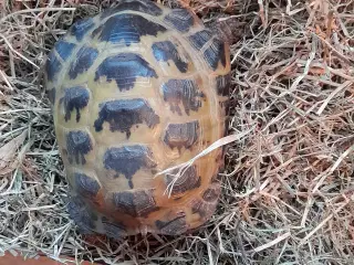 Russisk steppe skildpadde + udstyr