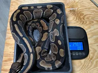 Konge python 