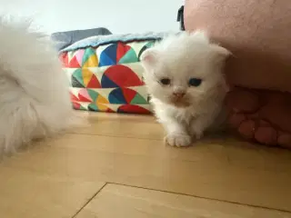 Scottish fold & perser mix 