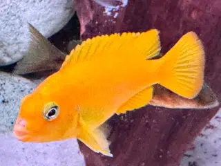 Har en lille flok f2 super flotte salousi malawi 