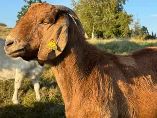 Boer ged 