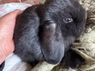 Minilops pige