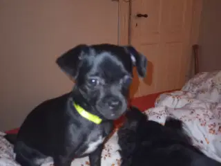 4,5 mdr.gammel  pige søger nyt varigt hjem 