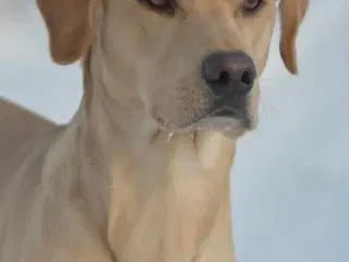 Labrador Retriever jagthvalpe med DKK stamtavle –  - 4