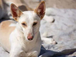 visdom smart slag hund 2 år | Anden race | GulogGratis - Diverse hunderacer & hvalpe sælges,  købes & bortgives - GulogGratis.dk