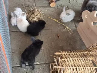 Kaninunger mini lop 