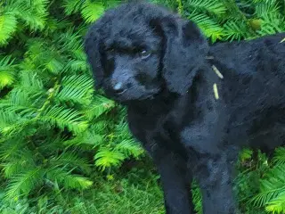 Labradoodle hvalp 
