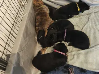 Dejlige familie blandings basser