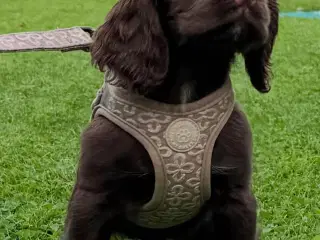 Ft Cocker tæve 