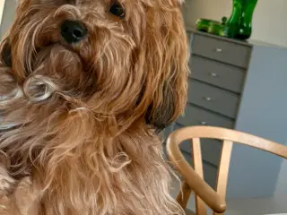 Parring Bichon Havanaiser