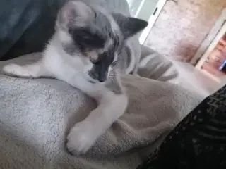 Kattekillinger 
