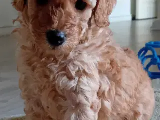 Cavapoo F1B 