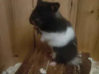 Guldhamster pige 