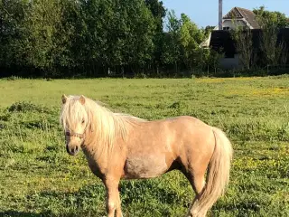 Welsh / shetlænder 