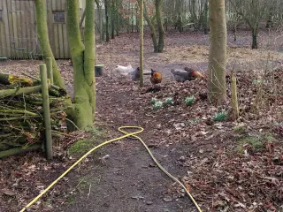 Jeg søger Brahma kyllinger I sydjylland