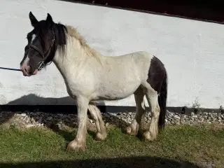 Irish cob vallak 2 år