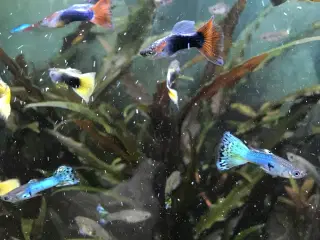 🐠 Guppyer – voksne flotte farver | Afhent Viby J