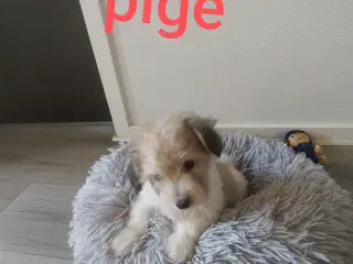 Coton de Tulear hvalpe 