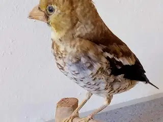 Udstoppet Kærnebider