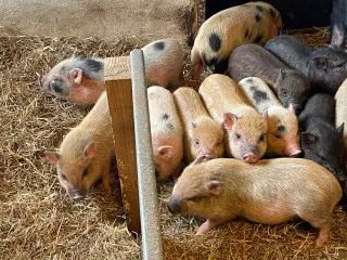 Mini grise unger 