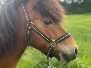 Skovturs hoppe 143cm