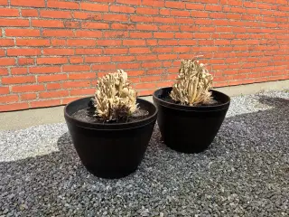 5 store plante krukker/baljer hård tyk plast brun