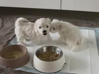  🐶 Boomer hvalpe 🐶 