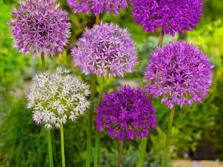 Allium Mix – Kæmpeprydløg.