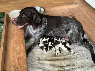 Ruhåret hønsehund hvalpe