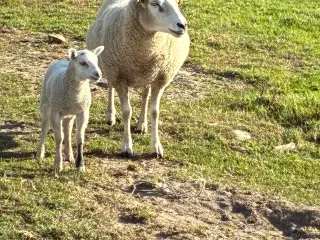 Får med gimmer lam 