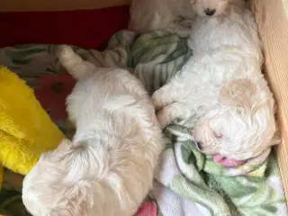 Hundehvalpe allergivenlige