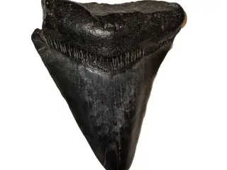 Megalodon tand 4,5 cm