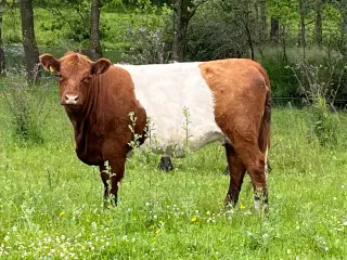 Galloway Kvie kalv 2 år