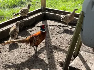 Rugeæg fra Alm fasan