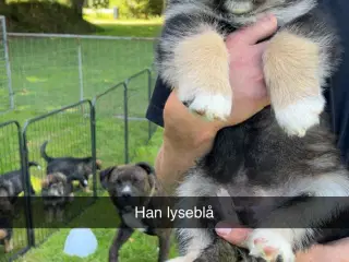 Berner sennen/alaskan malamute blandings hvalp