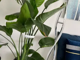 Planter 
