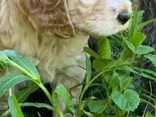 Skønne Cockerpoo 