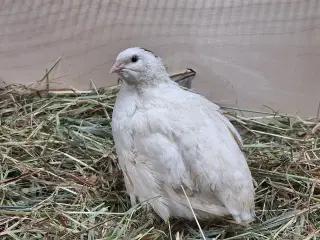 Store flotte Jumbo vagtler 