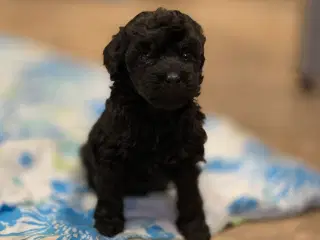 Mini Maltipoo babyer 