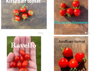 Økologisk dyrket tomat,chili, peber, melon & agurk